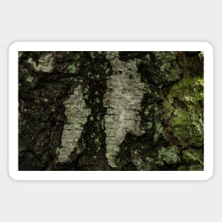 Birch Bark With Moss Sticker